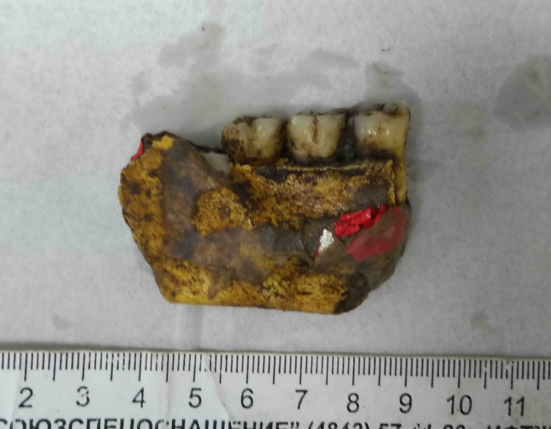 "Мама, нашли твоего деда". Зачем нужна ДНК-идентификация красноармейцев