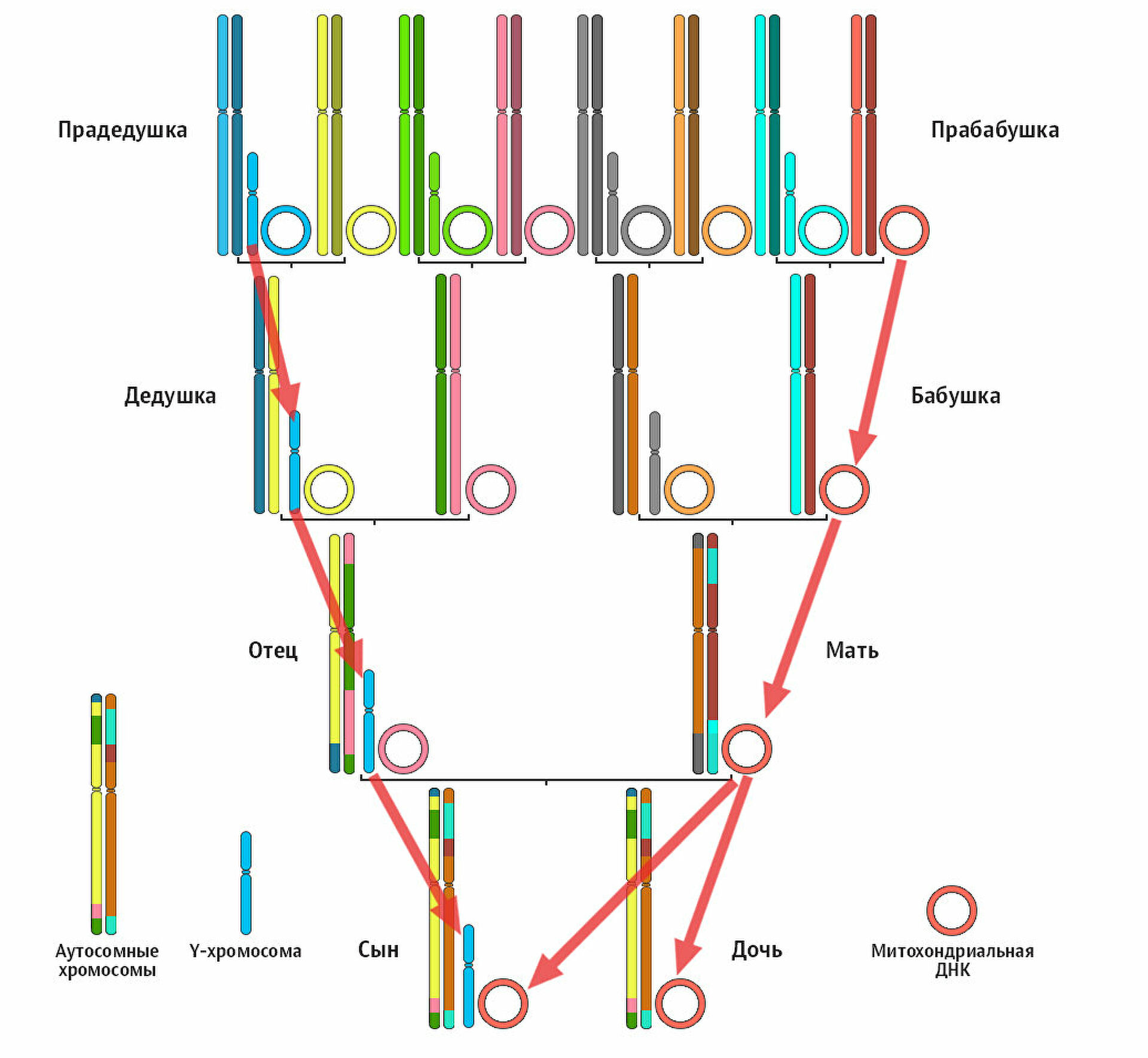 "Мама, нашли твоего деда". Зачем нужна ДНК-идентификация красноармейцев