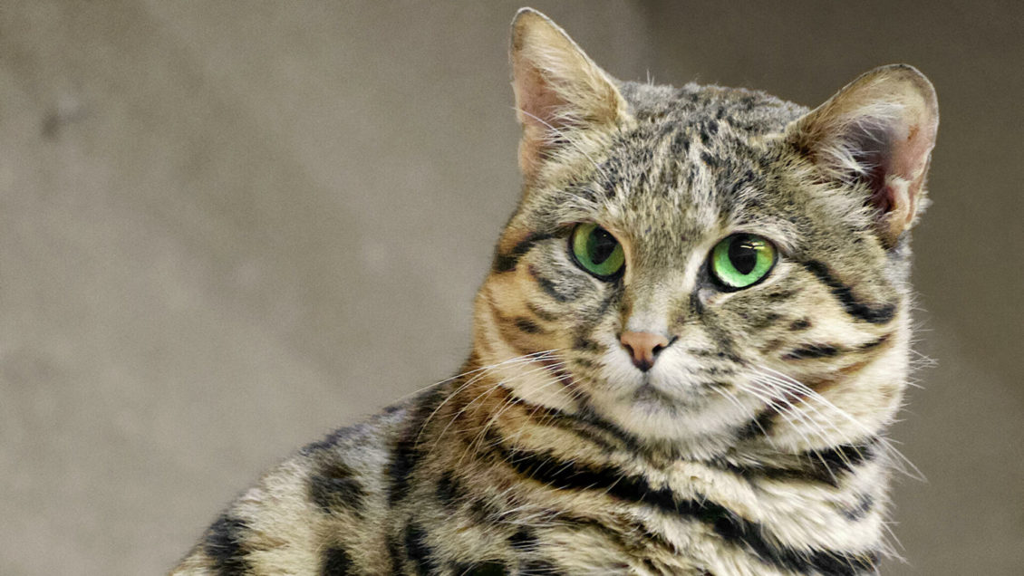 Ученые нашли неизвестный коронавирус, который распространяют собаки