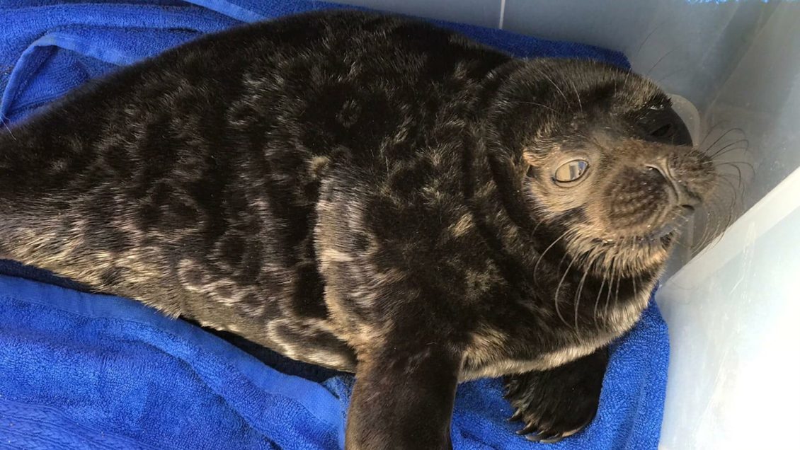 В Петербурге спасли детеныша ладожской нерпы