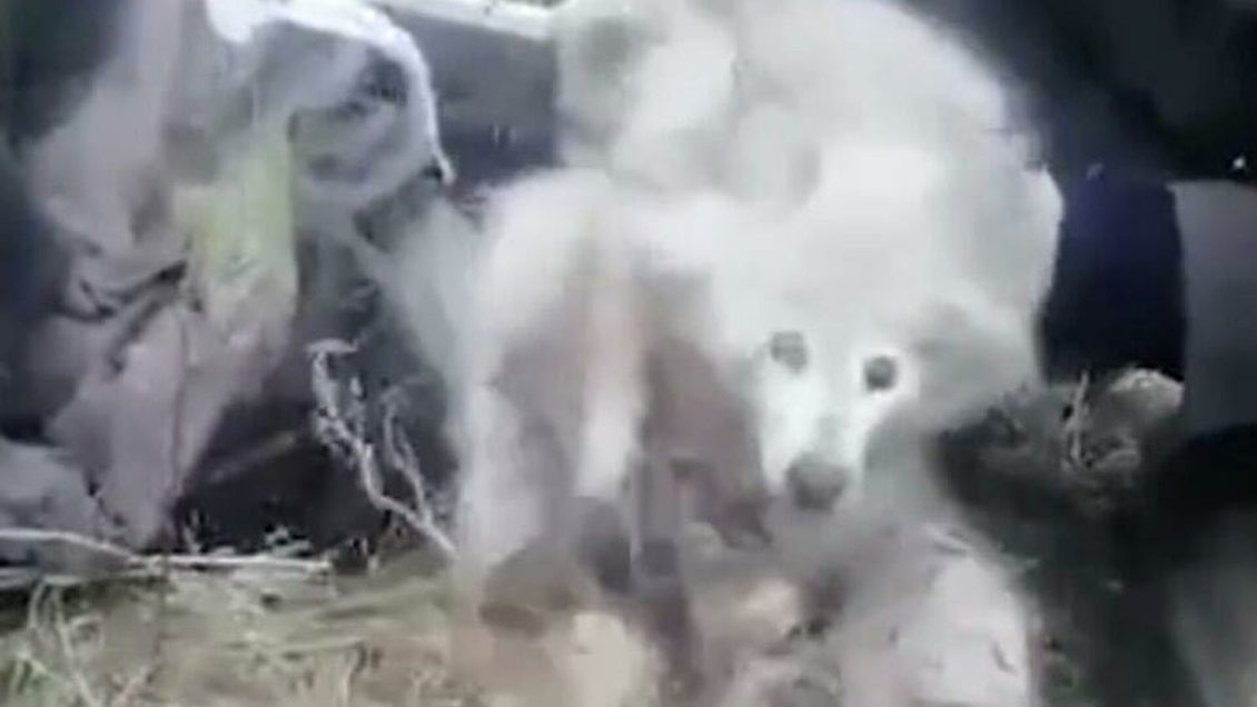 В Петербурге спасли детеныша ладожской нерпы