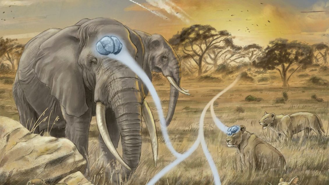 Ученые выяснили, почему у млекопитающих большой мозг