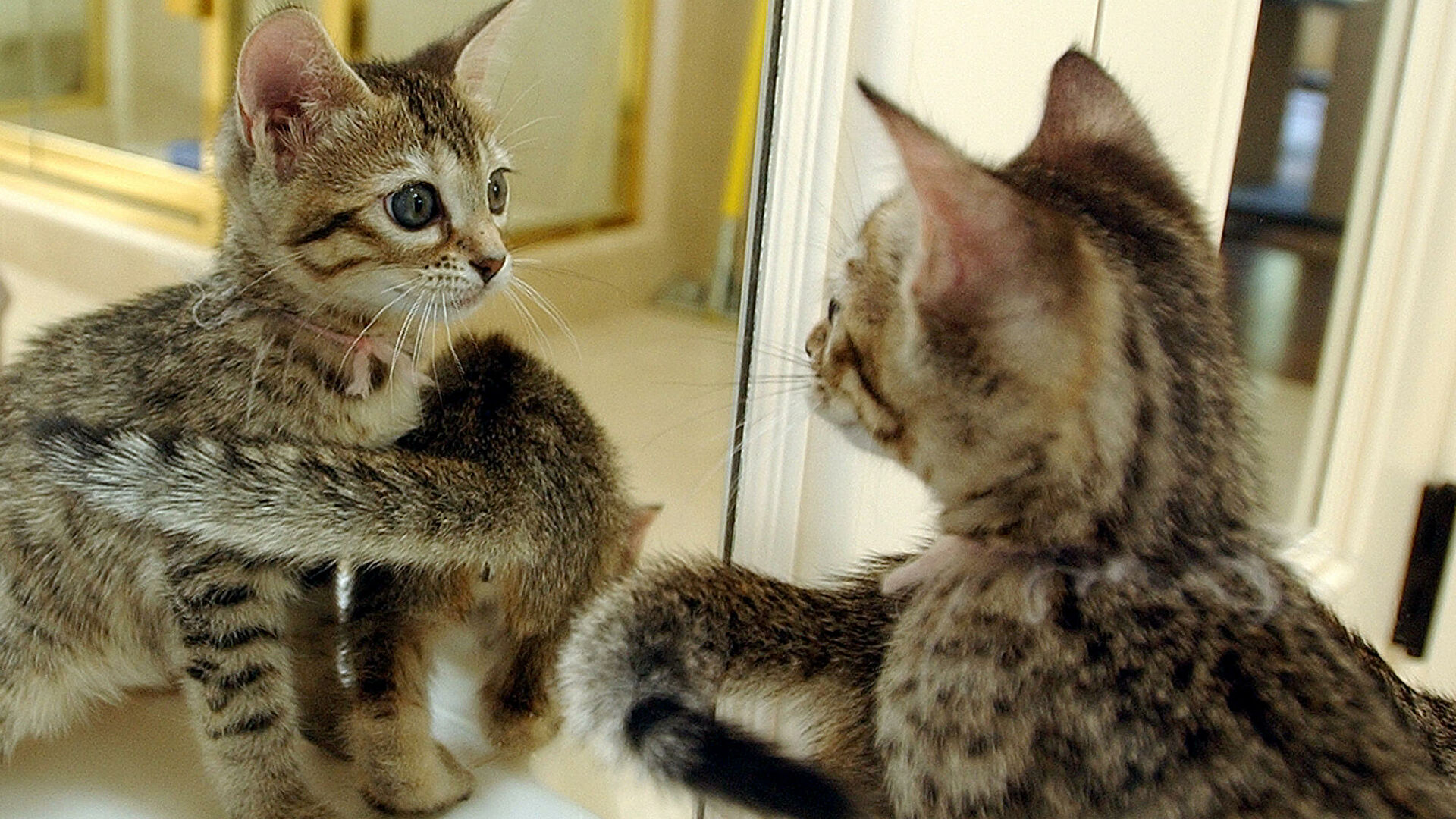 Два удовольствия: почему кошки никогда не смогут "завоевать мир"