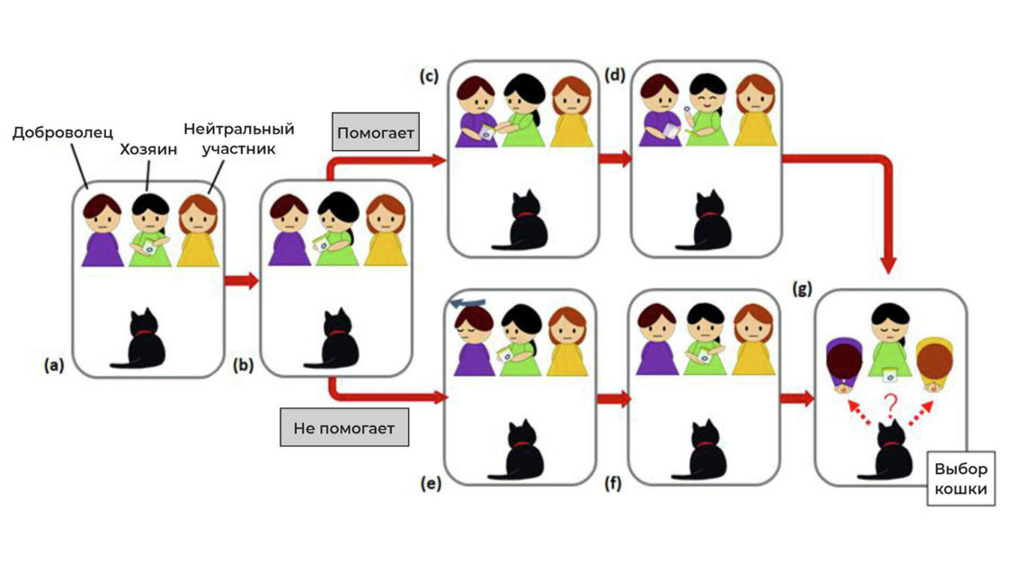 Понять и простить. Как кошки на самом деле относятся к хозяевам