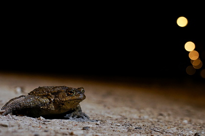 Новый вид лягушки назвали в честь рок-группы Led Zeppelin Новый вид лягушки назвали в честь рок-группы Led Zeppelin