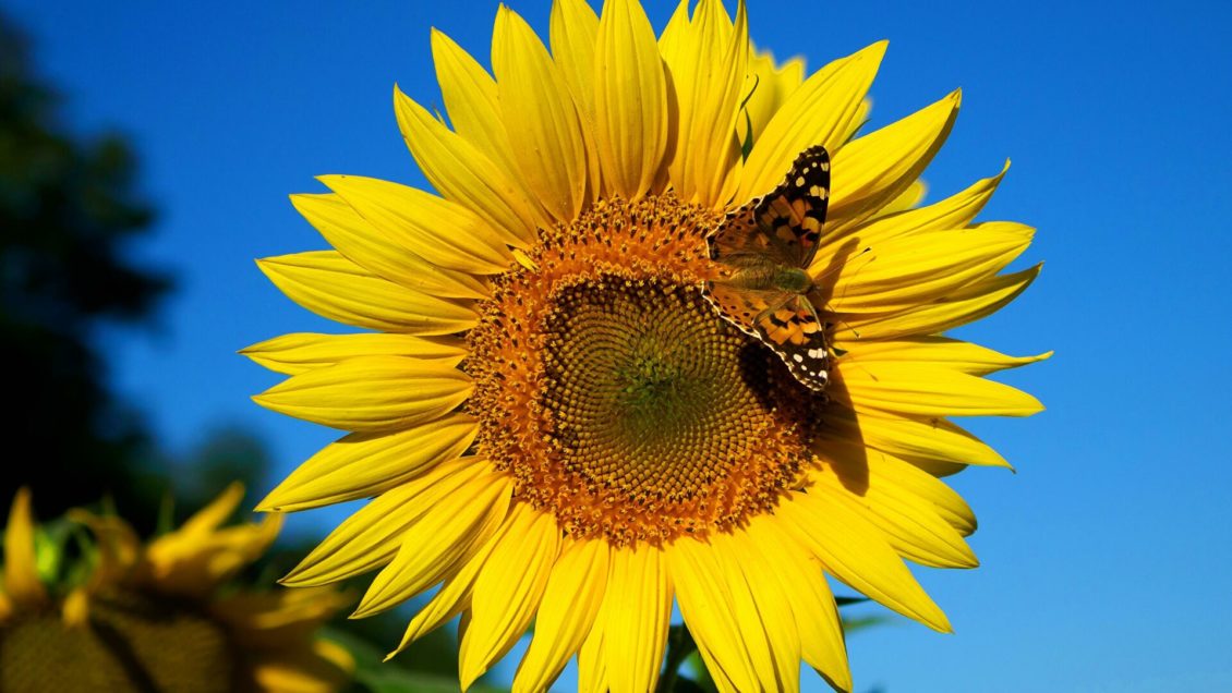 Ученые доказали, что витамин D не помогает против коронавируса