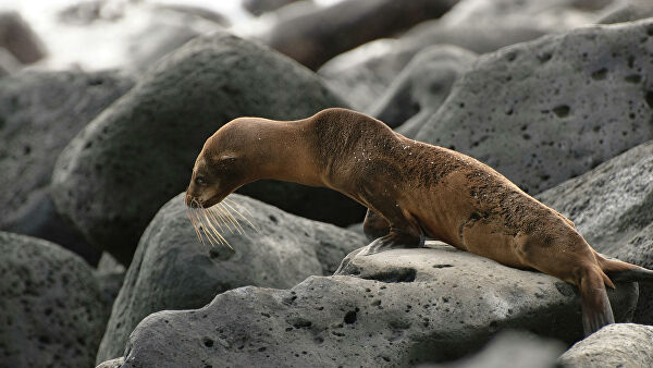 Никто не выживает. Где на планете возникают мертвые зоны Никто не выживает. Где на планете возникают мертвые зоны