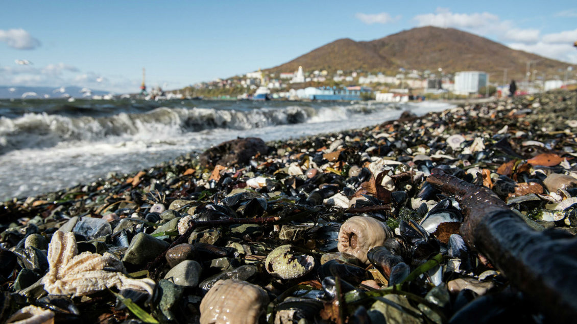Никто не выживает. Где на планете возникают мертвые зоны Никто не выживает. Где на планете возникают мертвые зоны