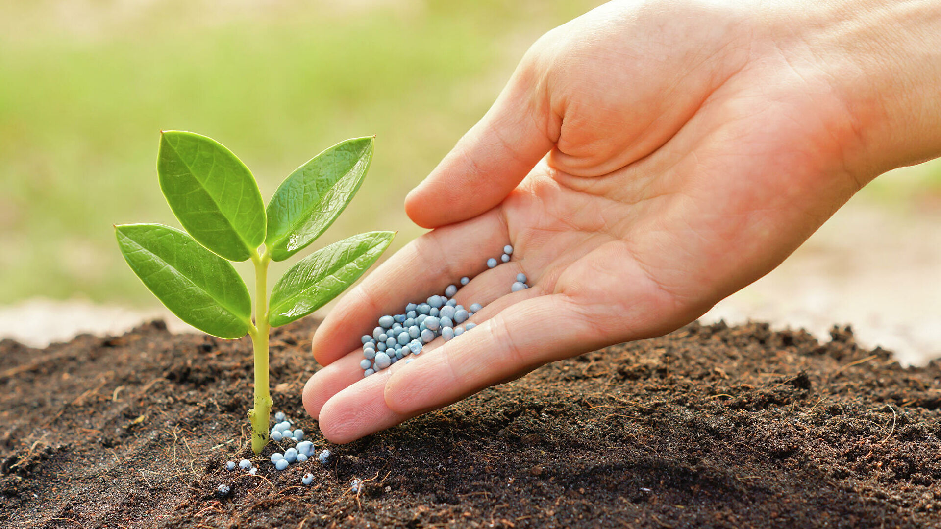 Ученые создали гель, который позволит поливать огород раз в неделю