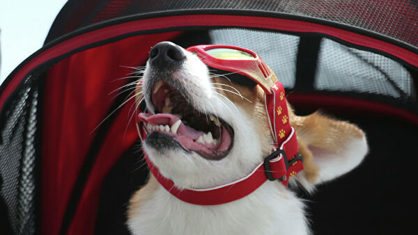 Россияне смогут увидеть первое за 55 лет кольцеобразное затмение Солнца Россияне смогут увидеть первое за 55 лет кольцеобразное затмение Солнца