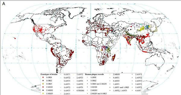 Черная смерть, или "рукотворная" чума Средневековья Черная смерть, или "рукотворная" чума Средневековья