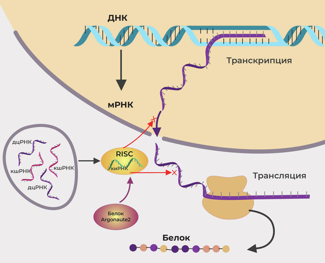 Ученые рассказали, как усилить противовирусный иммунитет