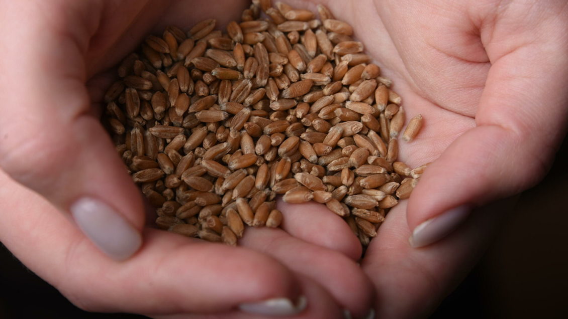 Остановить растущую пустыню позволит проект российских ученых