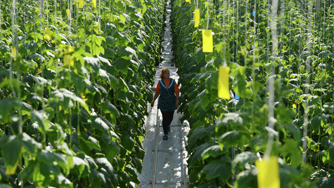 Москва выделила на поддержку сельхозпроизводителей 40 миллионов рублей