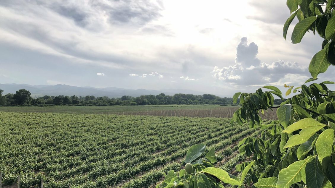 Путин подписал закон, вводящий понятие "коньяка России"