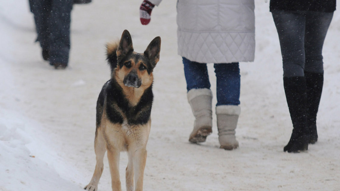 В Совфеде поддержали проект о штрафах за жестокое обращение с животными В Совфеде поддержали проект о штрафах за жестокое обращение с животными