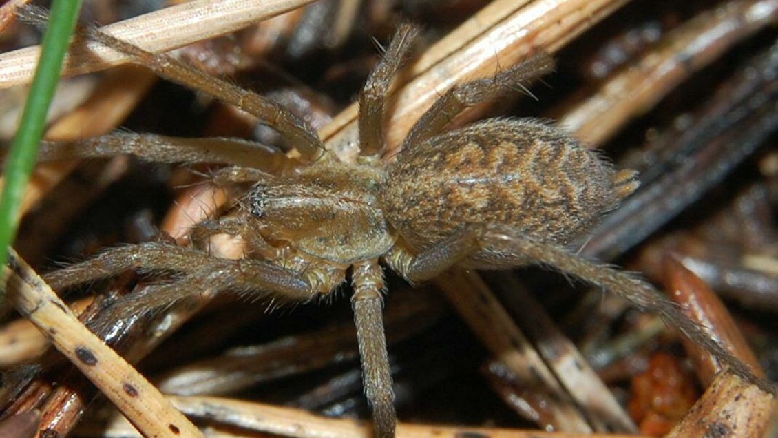 Создано лекарство от инфаркта из смертельного яда пауков Создано лекарство от инфаркта из смертельного яда пауков