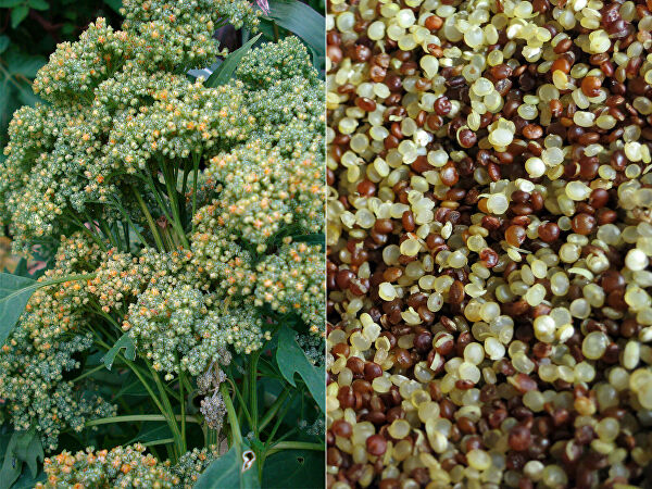 Древние продукты для здоровья и похудения. Насколько они полезны