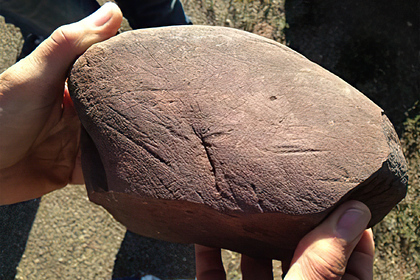 Названа причина эволюции сложной жизни на Земле