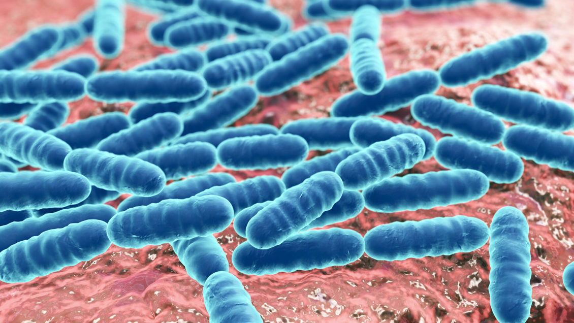 Обнаружен штамм активных против COVID-19 лактобактерий Обнаружен штамм активных против COVID-19 лактобактерий