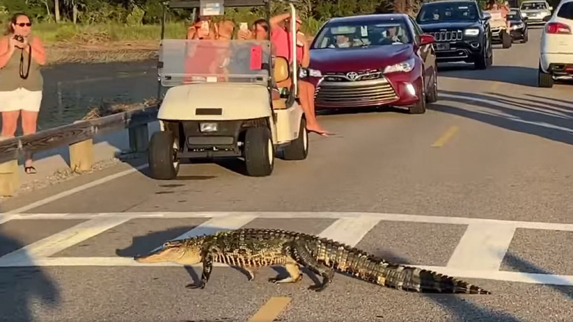 Власти Флориды задержали мужчину, который хотел закинуть на крышу бара избитого аллигатора