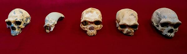 Череп дракона. Китайцы выдали новую версию происхождения Homo sapiens Череп дракона. Китайцы выдали новую версию происхождения Homo sapiens