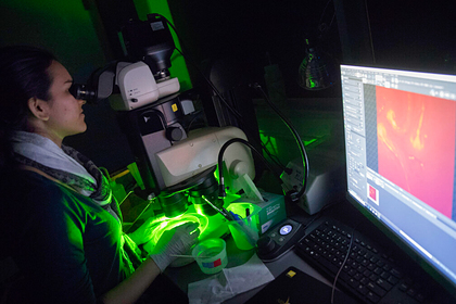 В ДНК жителей Филиппин нашли значительное «наследство» денисовцев В ДНК жителей Филиппин нашли значительное «наследство» денисовцев