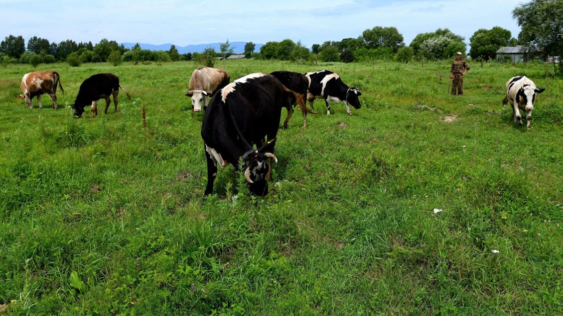 Свердловский губернатор предложил выращивать коноплю для пополнения бюджета