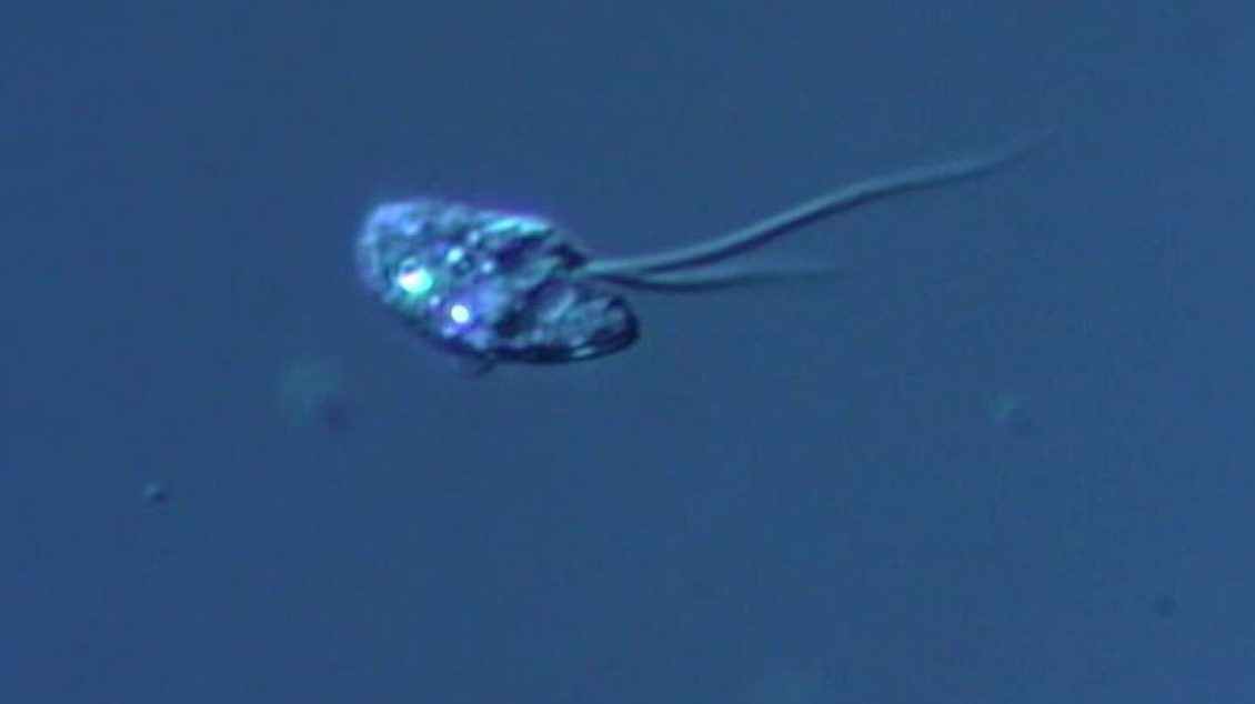 Ученые нашли микробов, изучение которых поможет исправить мутации ДНК Ученые нашли микробов, изучение которых поможет исправить мутации ДНК