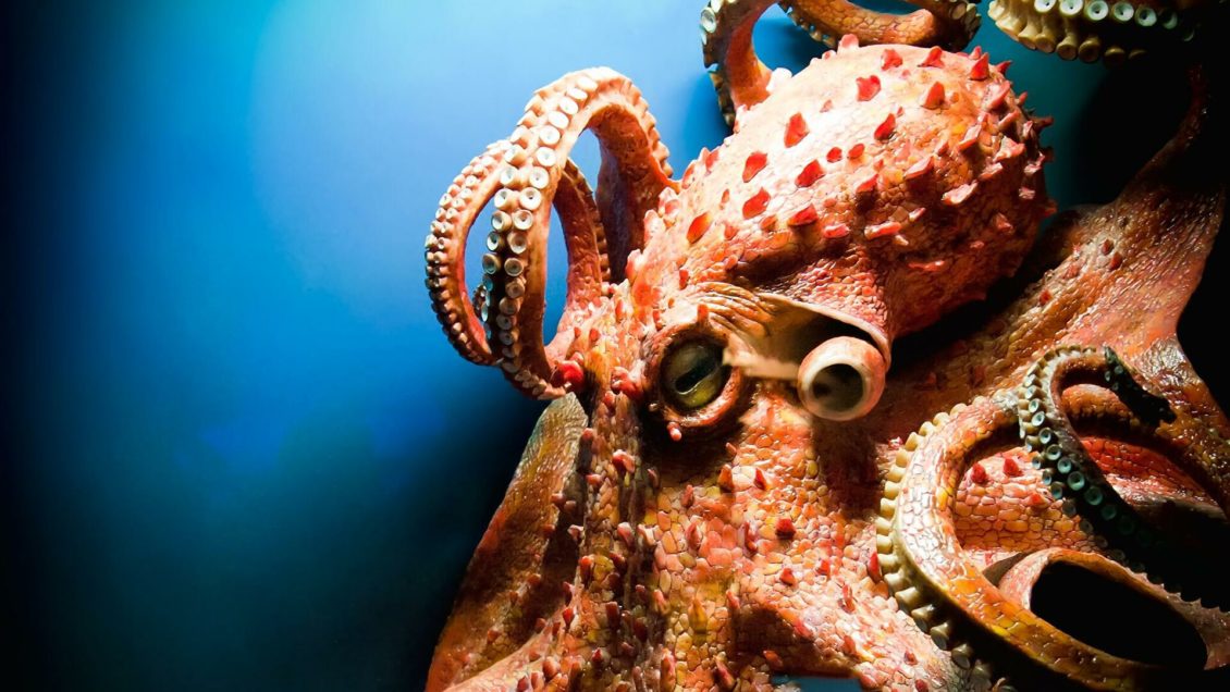 Австралийские ученые целый месяц ежедневно щекотали крыс Австралийские ученые целый месяц ежедневно щекотали крыс