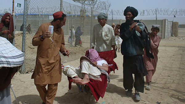 Британские военные отказались эвакуировать двести собак и кошек из Кабула Британские военные отказались эвакуировать двести собак и кошек из Кабула