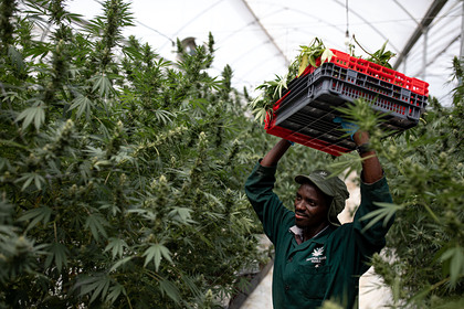 Обнаружено неожиданное последствие употребления марихуаны Обнаружено неожиданное последствие употребления марихуаны