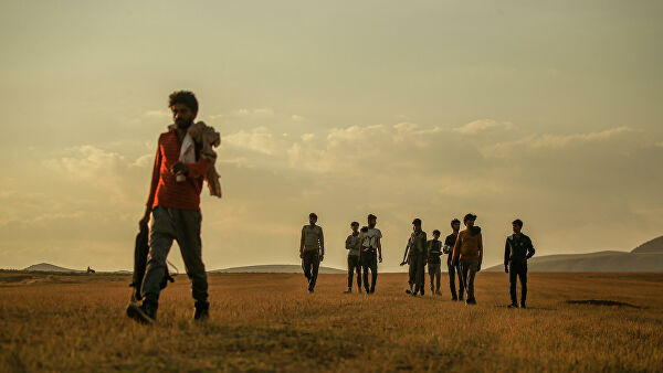 Британские военные отказались эвакуировать двести собак и кошек из Кабула Британские военные отказались эвакуировать двести собак и кошек из Кабула