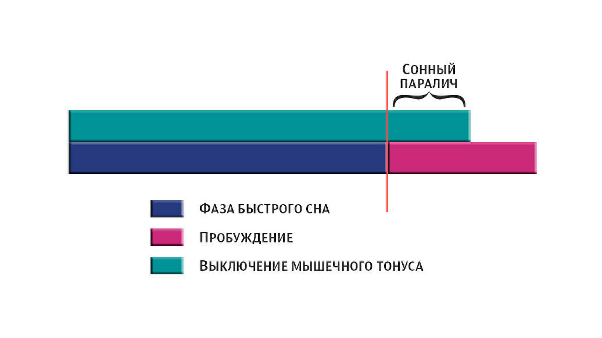 Фазы сна схема