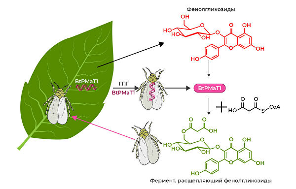 Разжиться чужим. Ученые выяснили, у кого есть ген защиты от токсинов Разжиться чужим. Ученые выяснили, у кого есть ген защиты от токсинов