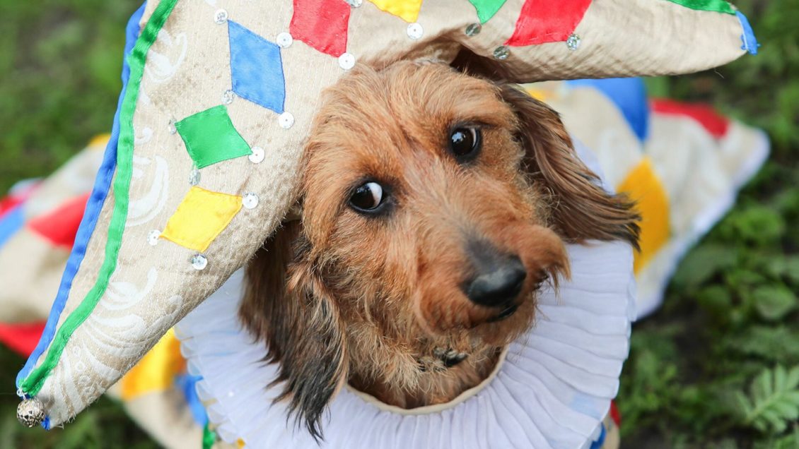 Австралийские ученые целый месяц ежедневно щекотали крыс Австралийские ученые целый месяц ежедневно щекотали крыс