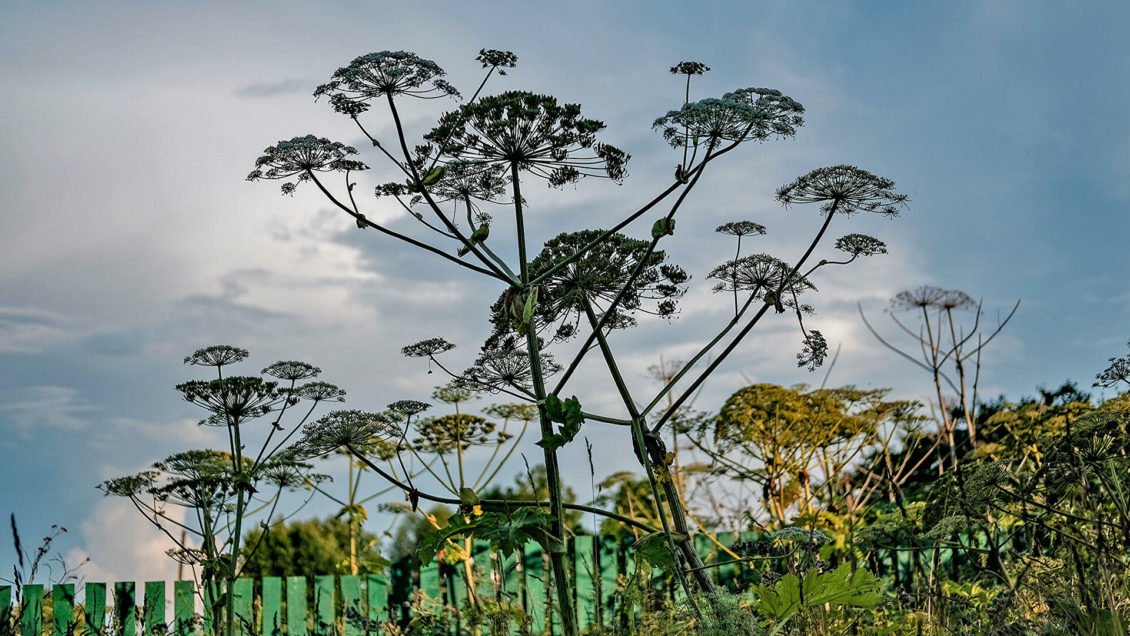 Ученые нашли замену природному гипсу Ученые нашли замену природному гипсу