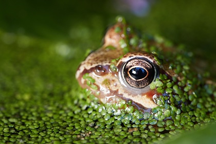 Раскрыто время появления первых четвероногих животных Раскрыто время появления первых четвероногих животных