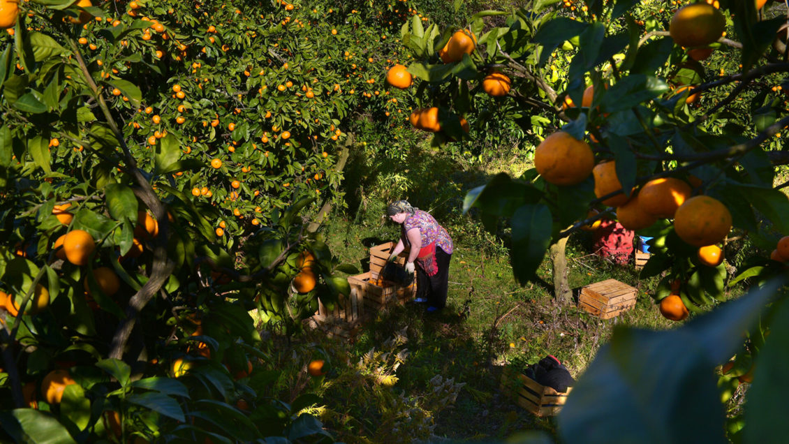 Эксперт рассказала, чем грозит привычка наедаться фруктами впрок Эксперт рассказала, чем грозит привычка наедаться фруктами впрок