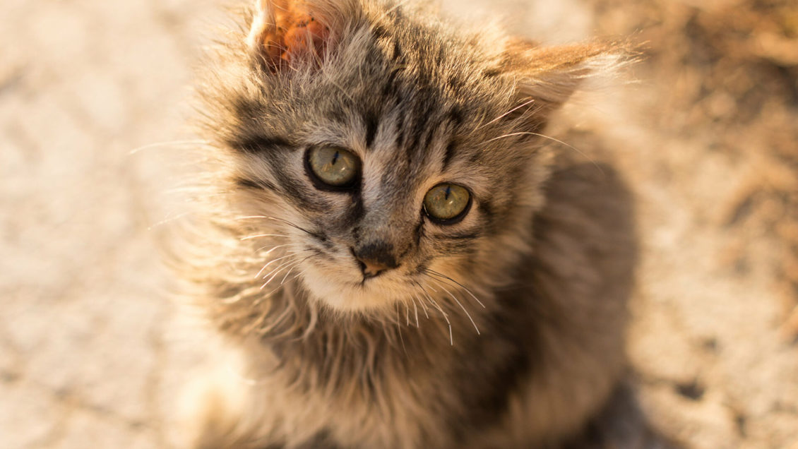 УНИАН: украинка отказалась спасать кота из-за нежелания полицейского говорить на мове