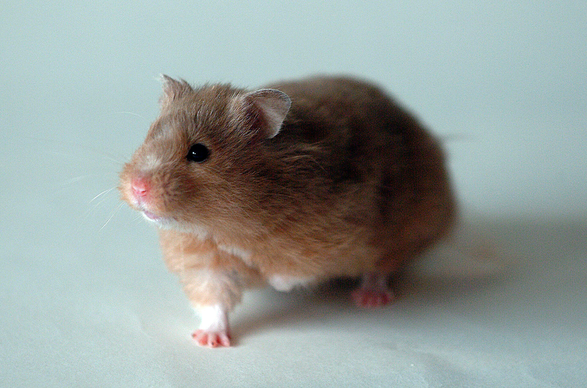 Привычка к COVID-19. У кого больше шансов заболеть в следующую волну Привычка к COVID-19. У кого больше шансов заболеть в следующую волну