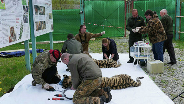 Суд в Приамурье ужесточил приговор одному из убивших амурского тигра 
