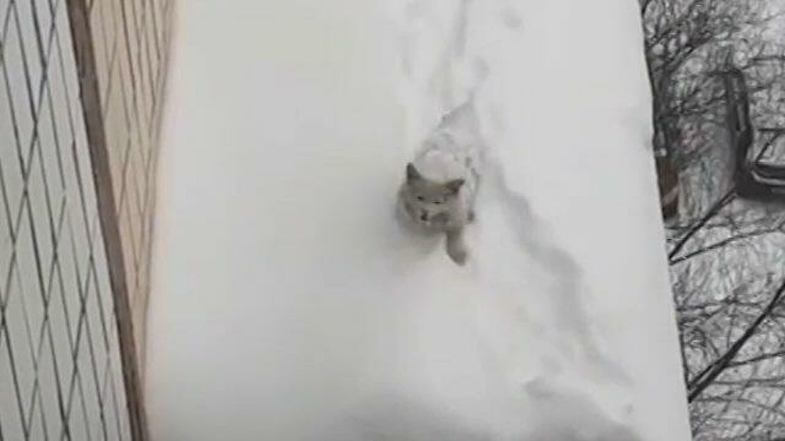 Суд вынес приговор жителю Крыма за убийство котенка