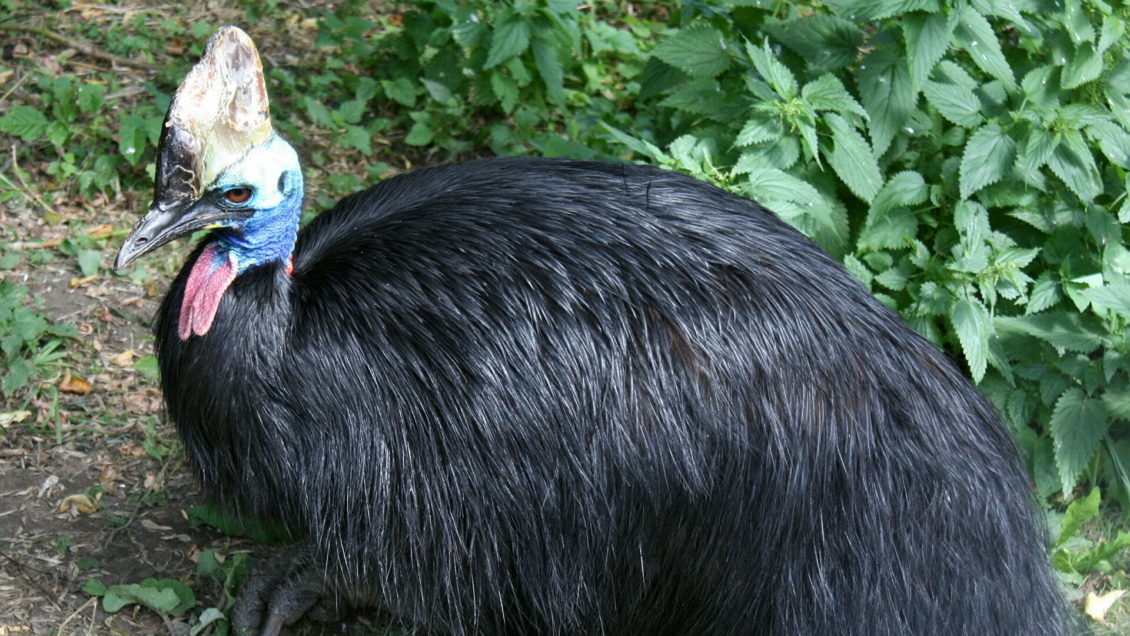 Ученые выяснили, какую птицу человек одомашнил раньше других Ученые выяснили, какую птицу человек одомашнил раньше других