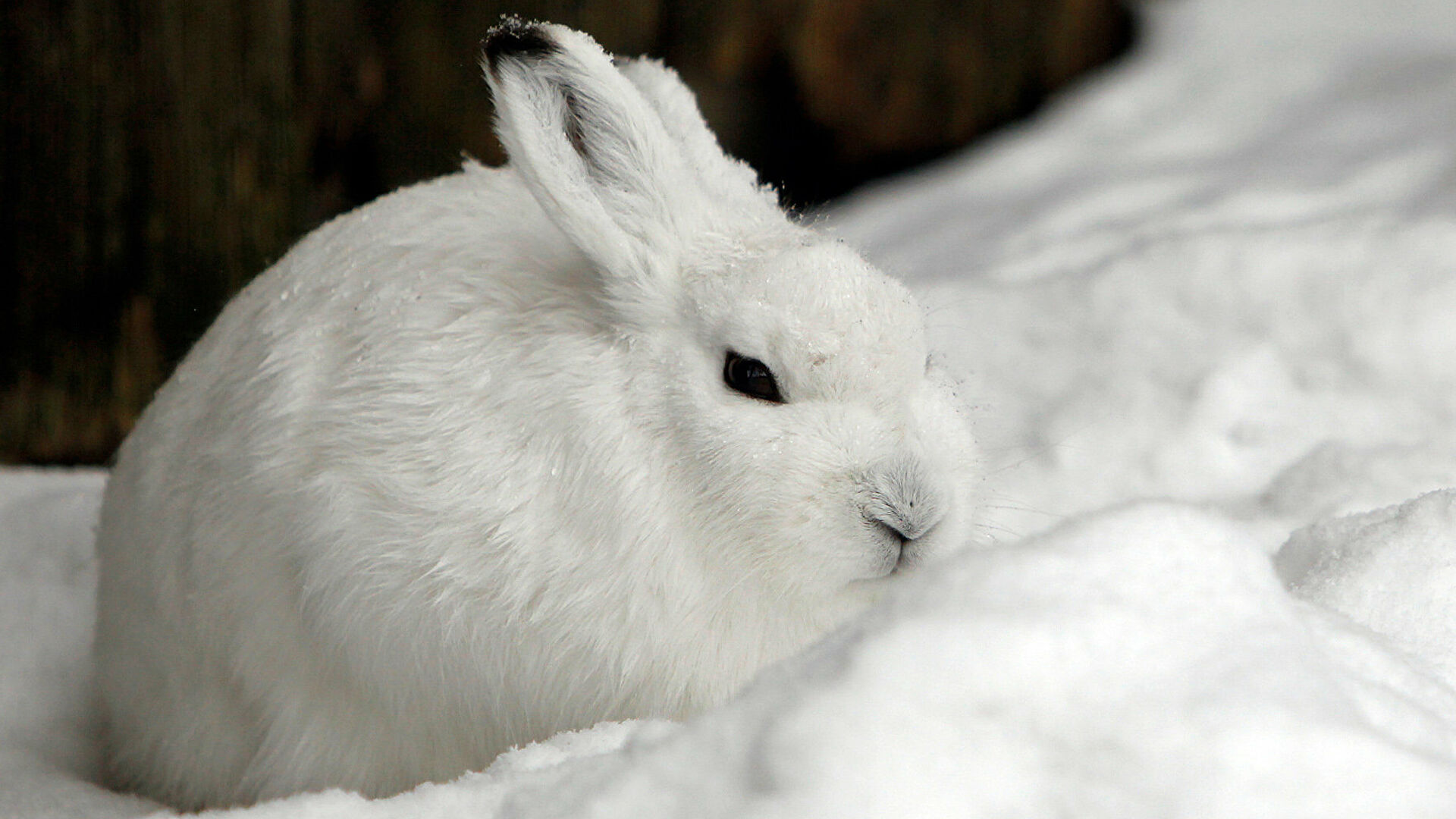 Тайные любители мяса. Когда в травоядном просыпается хищник Тайные любители мяса. Когда в травоядном просыпается хищник