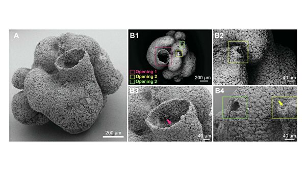 "Все сходится": ученые уверены, что нашли древнейшее существо на Земле "Все сходится": ученые уверены, что нашли древнейшее существо на Земле
