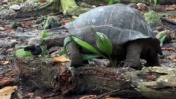 Тайные любители мяса. Когда в травоядном просыпается хищник Тайные любители мяса. Когда в травоядном просыпается хищник