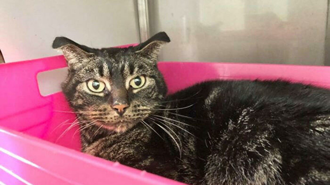 Суд вынес приговор жителю Крыма за убийство котенка