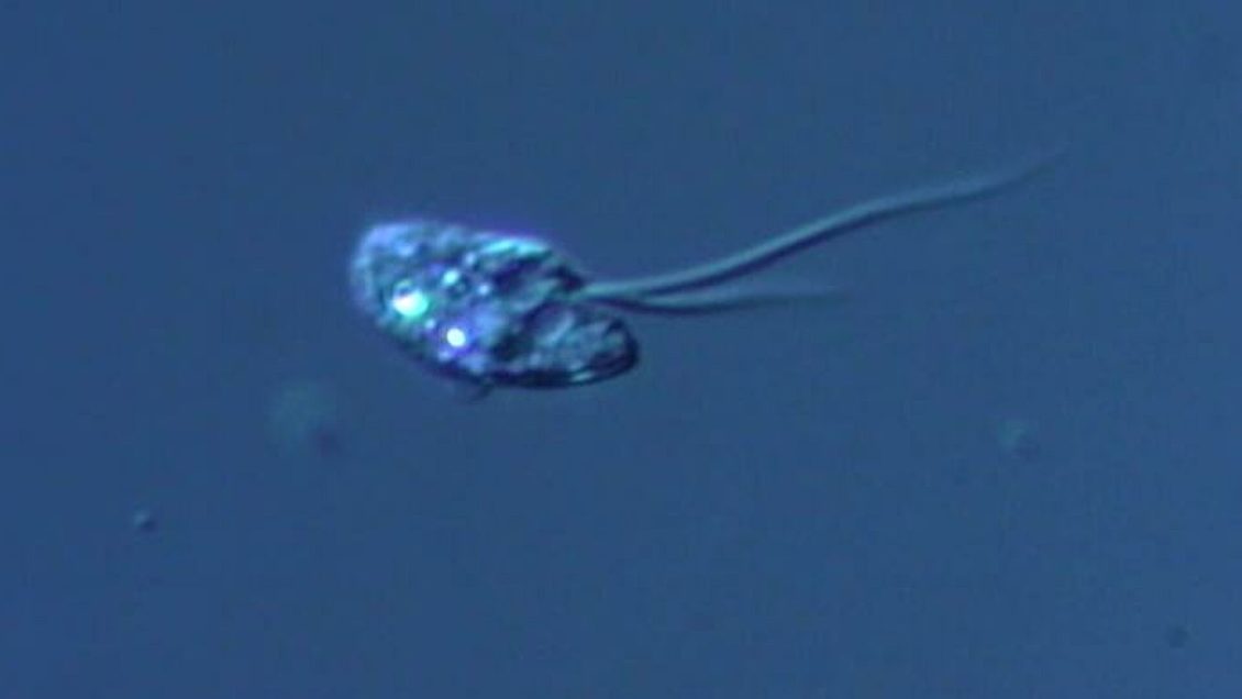 В России выдвинули новую гипотезу об одном из базовых механизмов эволюции В России выдвинули новую гипотезу об одном из базовых механизмов эволюции