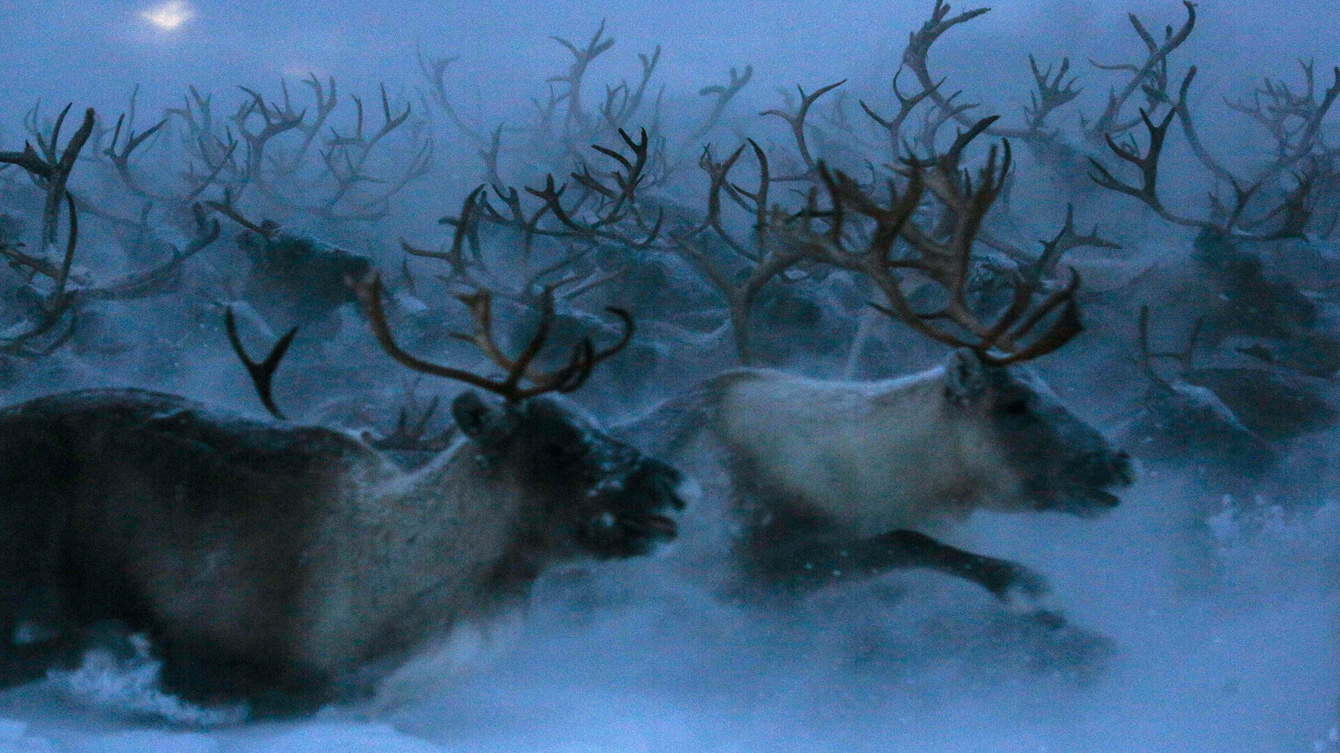 Тайные любители мяса. Когда в травоядном просыпается хищник Тайные любители мяса. Когда в травоядном просыпается хищник